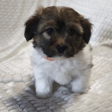 Cette petite femelle Coton de Tulear proposée à l'achat est née le 07/04/2026.