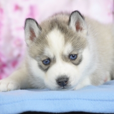 Chiot Husky Sibérien à adopter au prix de 1200 €