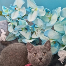 Cette petite femelle Chartreux proposée à l'achat est née le 18/03/2026.