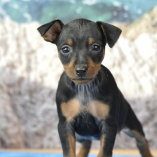 Acheter Pinscher Nain bébé pour 1800 €