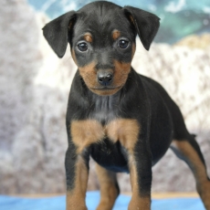 Pinscher Nain chiot vendu 1800 €