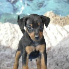 Chiot Pinscher Nain à adopter au prix de 1500 €