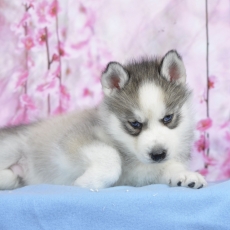 Adoption chiot Husky Sibérien au prix de 1400 €