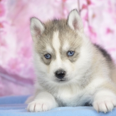 Chiot Husky Sibérien à adopter au prix de 1400 €