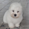 Chiot Coton de Tulear de race – prix 1400 €.