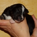 Berger américain miniature disponible dans le Cher
