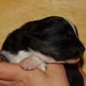 Chiot Berger américain miniature de race  en région Centre-Val de Loire.
