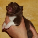 Berger américain miniature disponible dans le Cher