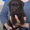 Chiot Labrador de race – prix 1200 €.