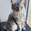 Chaton Maine Coon de race – prix 1000 €.