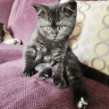 Adoption chaton British Shorthair au prix de 950 €