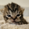 British Shorthair disponible dans l'Essonne