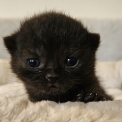 British Shorthair disponible dans l'Essonne
