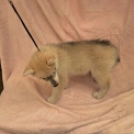 Husky Sibérien disponible dans les Deux-Sèvres