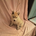 Chiot Husky Sibérien de race  en région Nouvelle-Aquitaine.