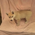 Chiot Husky Sibérien de race – prix 780 €.
