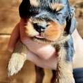 Acheter Cavalier King Charles bébé pour 2000 €