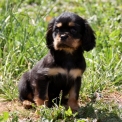 Chiot Cavalier King Charles de race  en région Provence-Alpes-Côte d'Azur.