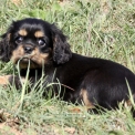 Chiot Cavalier King Charles de race  en région Provence-Alpes-Côte d'Azur.