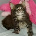 Chaton Maine Coon de race  en r�gion Occitanie.