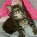 Maine Coon disponible en Haute-Garonne