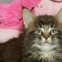 Ce petite m�le Maine Coon propos� � l'achat est n� le 10/03/2026.