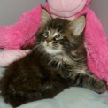 Chaton Maine Coon de race LOOF avec pedigree � adopter.