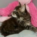Chaton Maine Coon de race  en r�gion Occitanie.