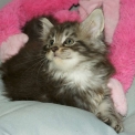 Chat Maine Coon propos�e par l��levage Chatterie de la croix Lorraine.