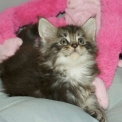 Chaton Maine Coon de race � prix 1450 �.