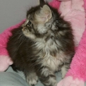 Chaton Maine Coon de race � prix 1450 �.