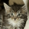 Acheter Maine Coon bébé pour 1450 €