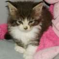 Chaton Maine Coon de race LOOF avec pedigree � adopter.