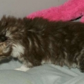 Chaton Maine Coon de race LOOF avec pedigree � adopter.