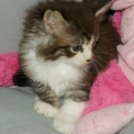 Chaton Maine Coon de race LOOF avec pedigree � adopter.