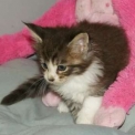 Chaton Maine Coon de race � prix 1450 �.