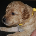 Chiot Caniche Nain sans pedigree  en région Nouvelle-Aquitaine.