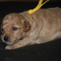 Caniche Nain disponible dans la Vienne