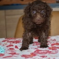 Chien Caniche Nain proposé par l’élevage Zadatis.