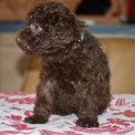 Chiot Caniche Nain sans pedigree en région Nouvelle-Aquitaine.