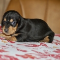 Cette petite femelle Teckel � poil ras propos�e � l'achat est n�e le 17/04/2026.