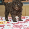 Chiot Caniche Nain sans pedigree  en r�gion Nouvelle-Aquitaine.