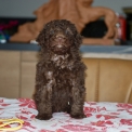 Chiot Caniche Nain sans pedigree  en r�gion Nouvelle-Aquitaine.