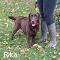 Labrador disponible dans la Meuse