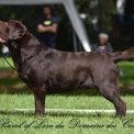 Chiot Labrador de race – prix 1200 €.