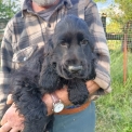 Chien Cocker Anglais Spaniel proposé par l’élevage la ferme des Carons.