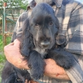 Chiot Cocker Anglais Spaniel sans pedigree  en région Bourgogne-Franche-Comté.