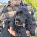 Cocker Anglais Spaniel disponible dans le Doubs