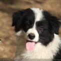 Chiot Border Collie à adopter au prix de 1200 €