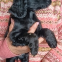 Chiot Cocker Anglais Spaniel sans pedigree � prix 1600 �.